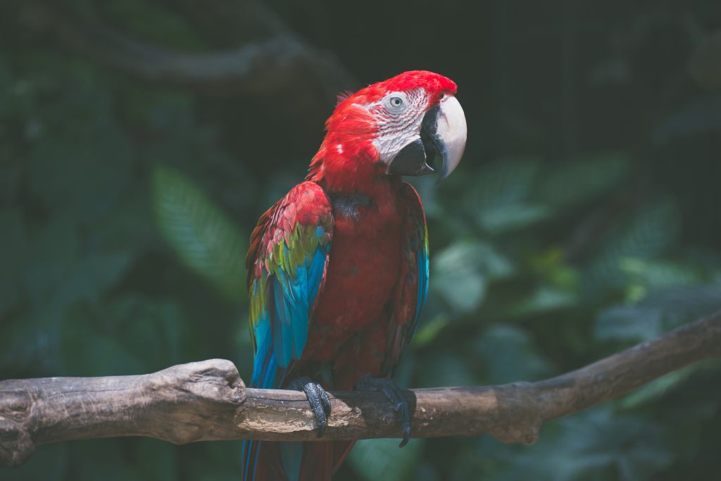 Observation des oiseaux